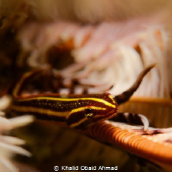 More closer more fun by Khalid Obaid Ahmad 